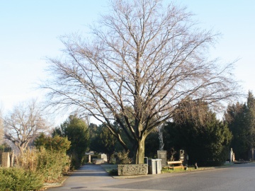 Ústredný cintorín